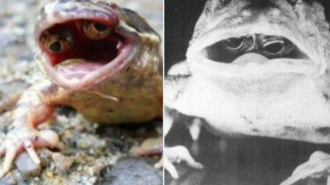 口を開けていないと何も見えないカエル