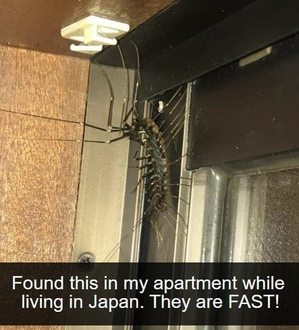 日本に住む巨大ゲジゲジ