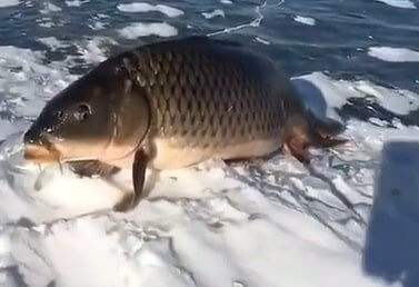 コイ「よいしょっと」