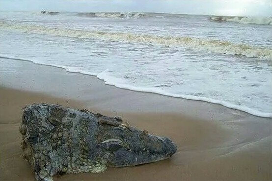 ハンターをハントする生物