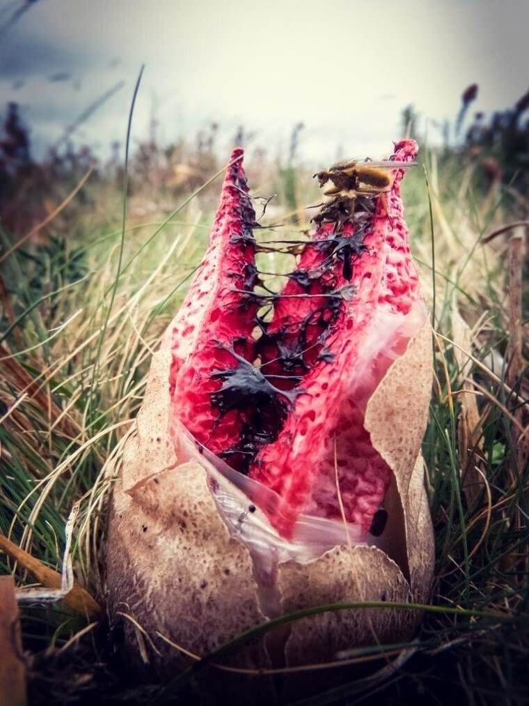 悪魔の指みたいなキノコ