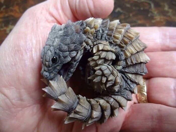 This Armadillo Lizard Looks Like It Should've Been In Game Of Thrones