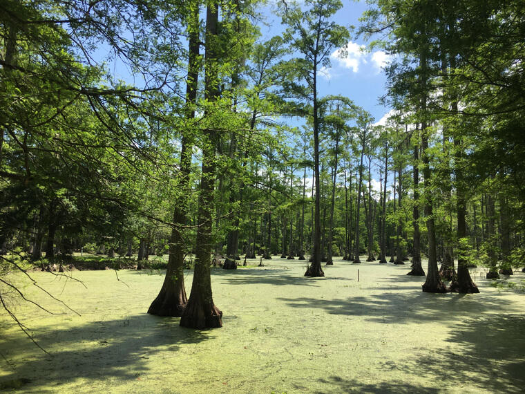The Notebook: The Romantic Cypress Gardens at Charleston, South Carolina