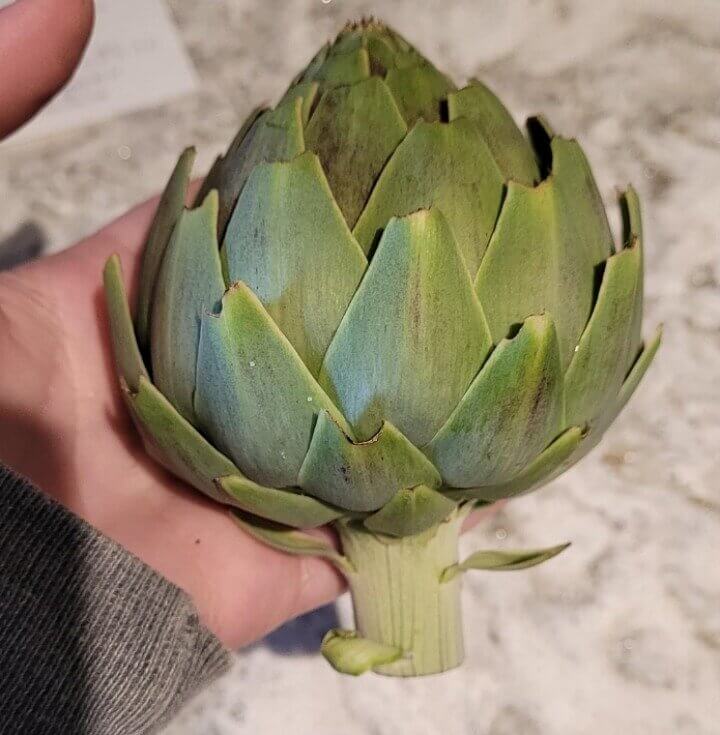 Artichokes