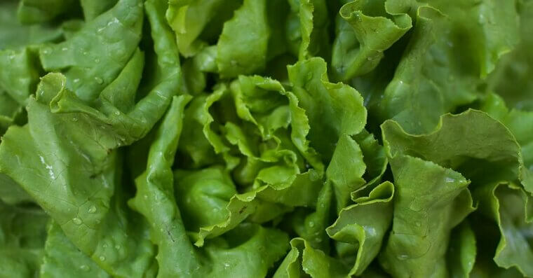 Lettuce