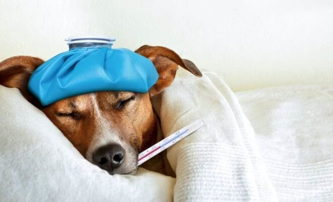 Top 10 Diet-Related Common Dog Health Problems