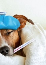 Top 10 Diet-Related Common Dog Health Problems
