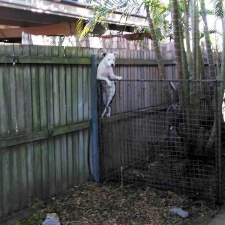That Weird Neighbor Who's Always Watching From Their Side of the Fence