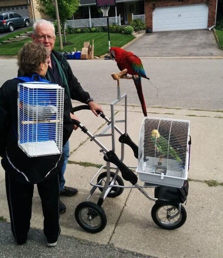 Parrots Are Legitimate Pets, Too