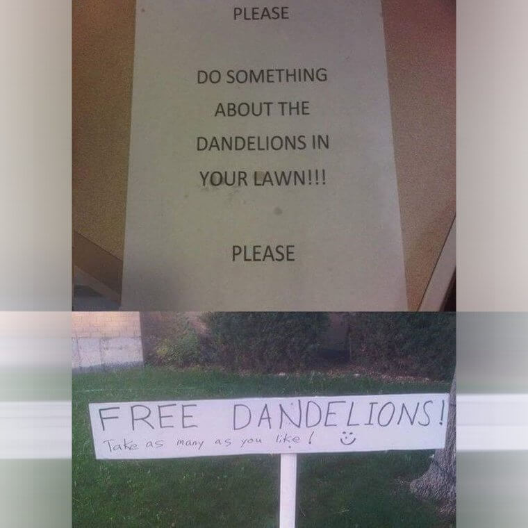 Free Dandelions for All of the Passive-Aggressive Neighbors