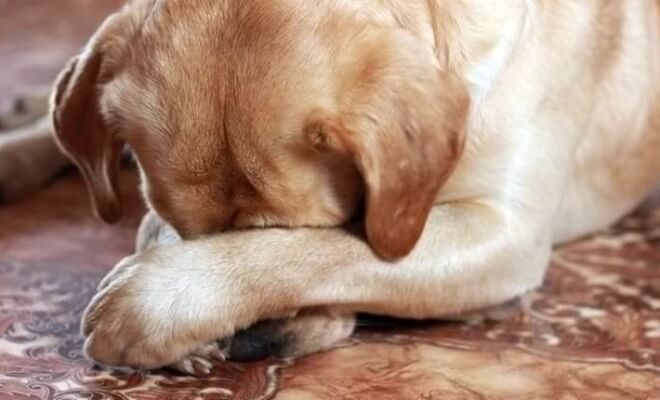 These “Pet Shaming” Pictures Are Too Cute To Be Mad About