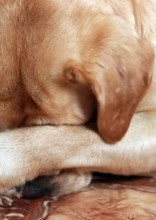 These “Pet Shaming” Pictures Are Too Cute To Be Mad About