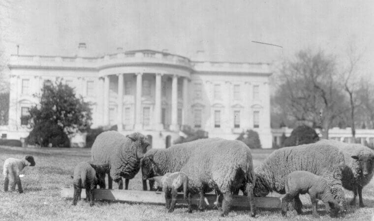 Woodrow Wilson Kept Sheep on the White House Lawn