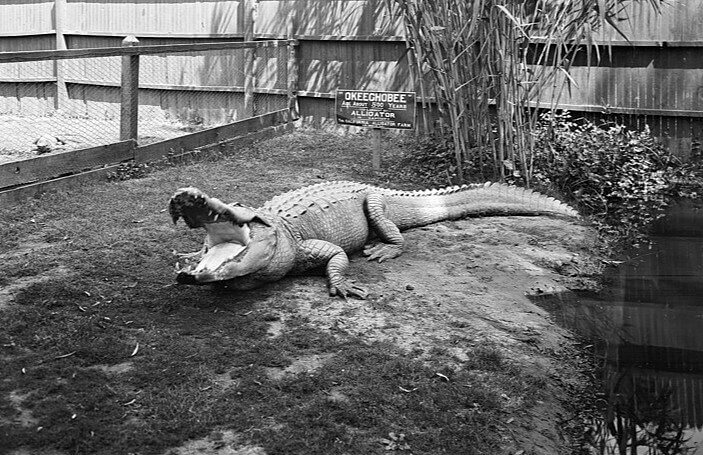 France Once Gifted John Quincy Adams With an Alligator