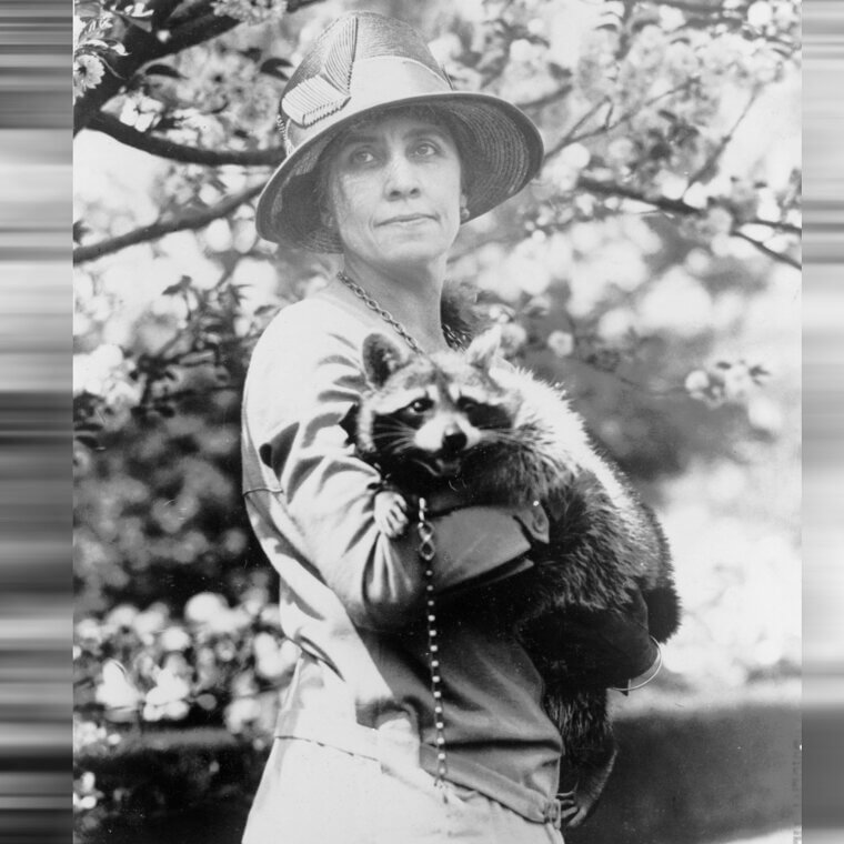 Calvin Coolidge Had a Pet Raccoon