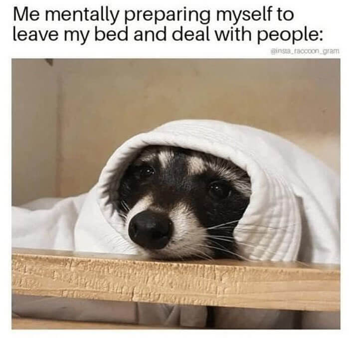 Just a Cozy Raccoon