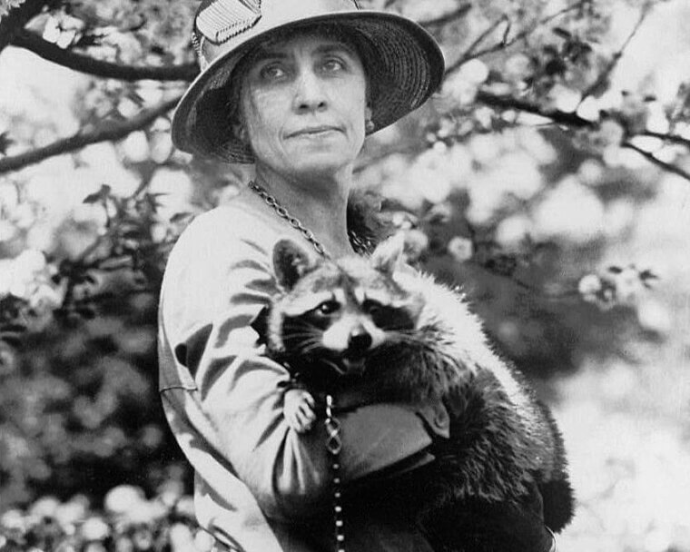 The Raccoon Who Was Almost Dinner