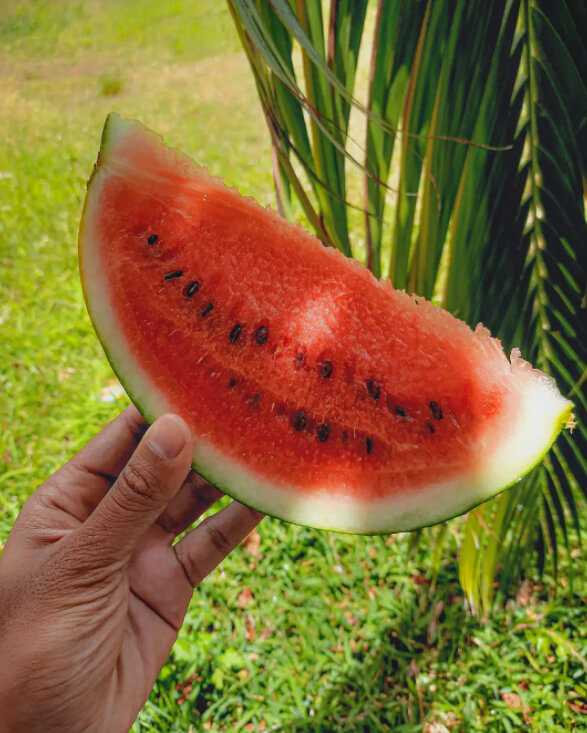 South Carolina's Wrongful Watermelon