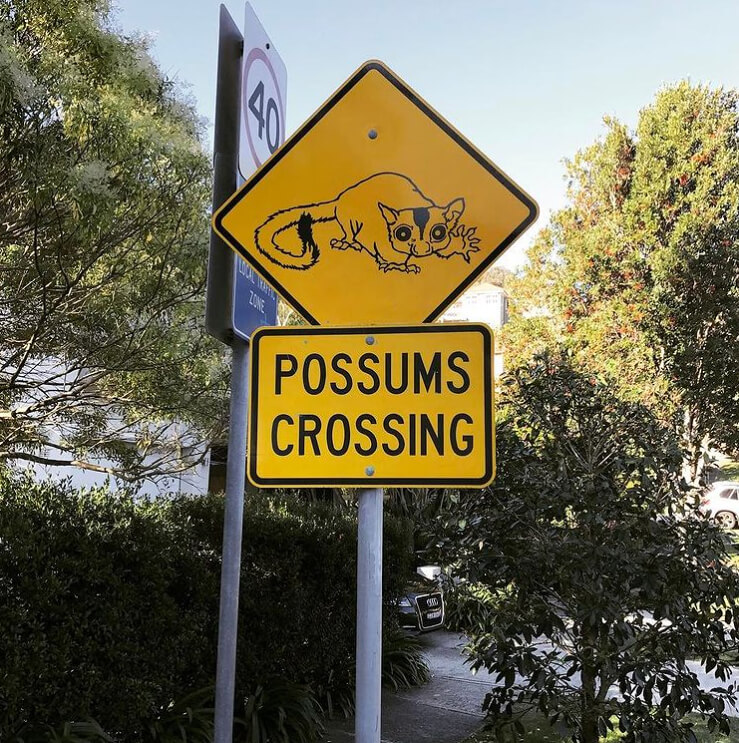 Roast That Roadkill in Tennessee