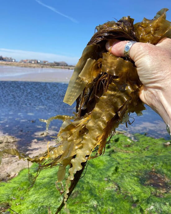 Rhode Island's Seaweed Is Exclusive