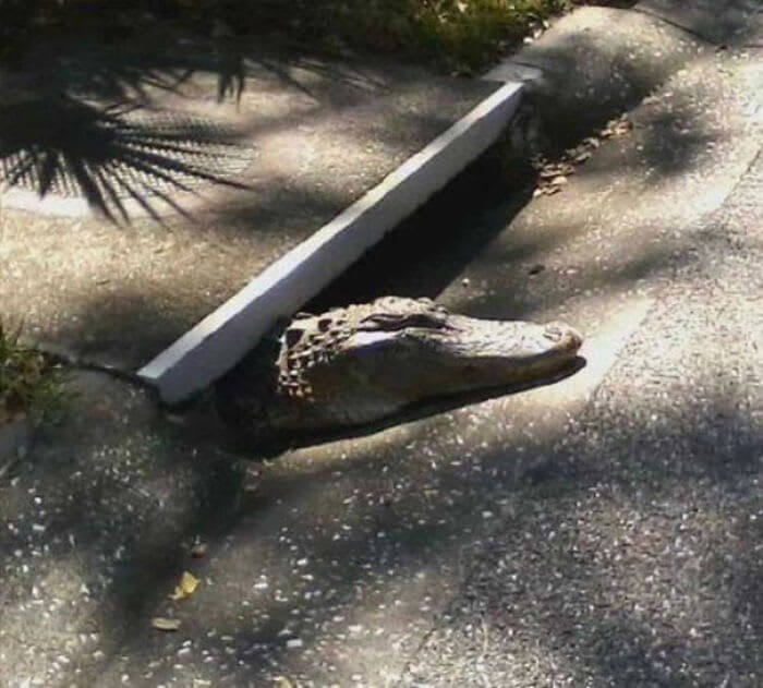 Meanwhile in Florida