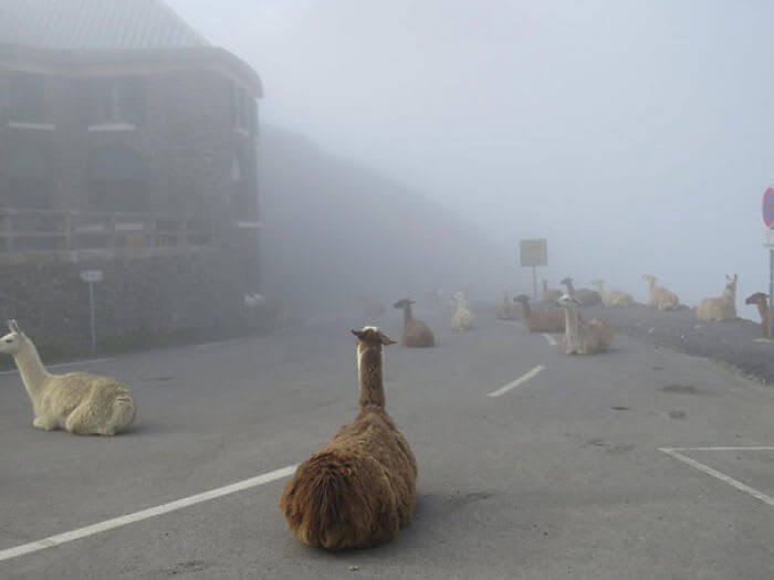 Meanwhile in France