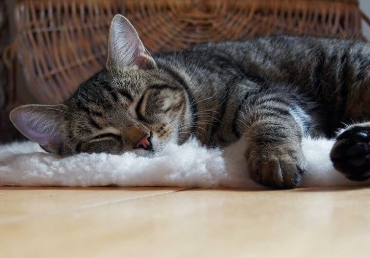 Am I sleeping enough?