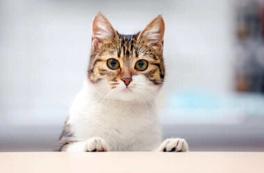 How To Keep Your Cat Off The Table