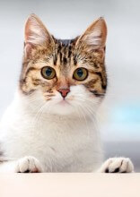 How To Keep Your Cat Off The Table