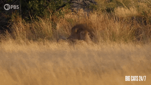 Cat Knocks Thief Off the Fence