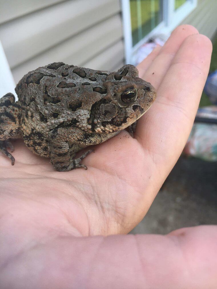 Holding A Toad Or Frog Doesn't Actually Give You Warts