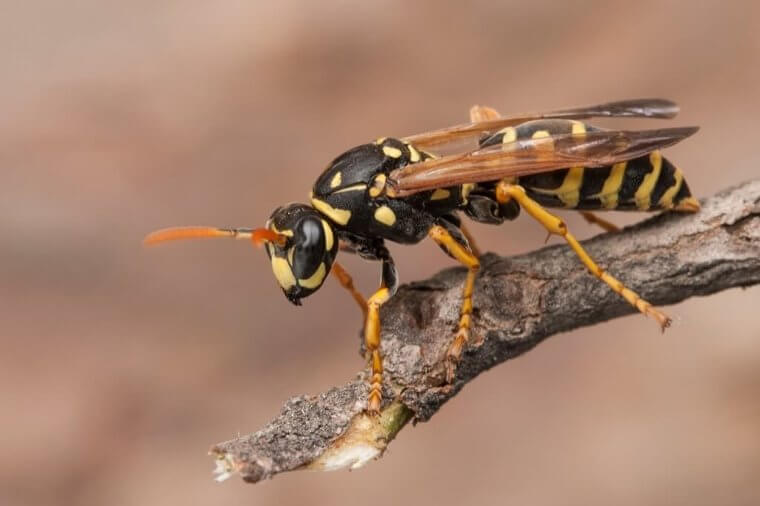 Wasps Are More Likely To Sting You At The End Of The Summer