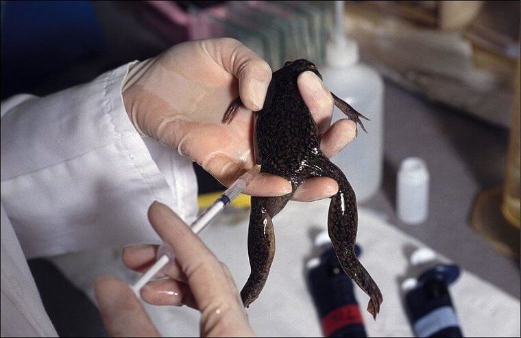 Early Pregnancy Tests Were Done Using Frogs