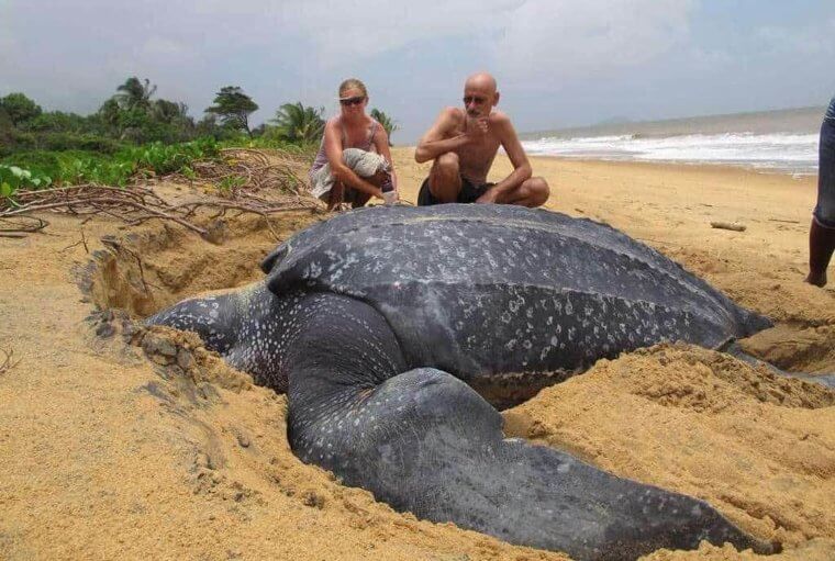 The Largest Turtle That Ever Lived Weighed Over A Ton