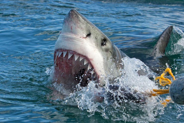 Human Teeth Are Just As Strong As Shark Teeth