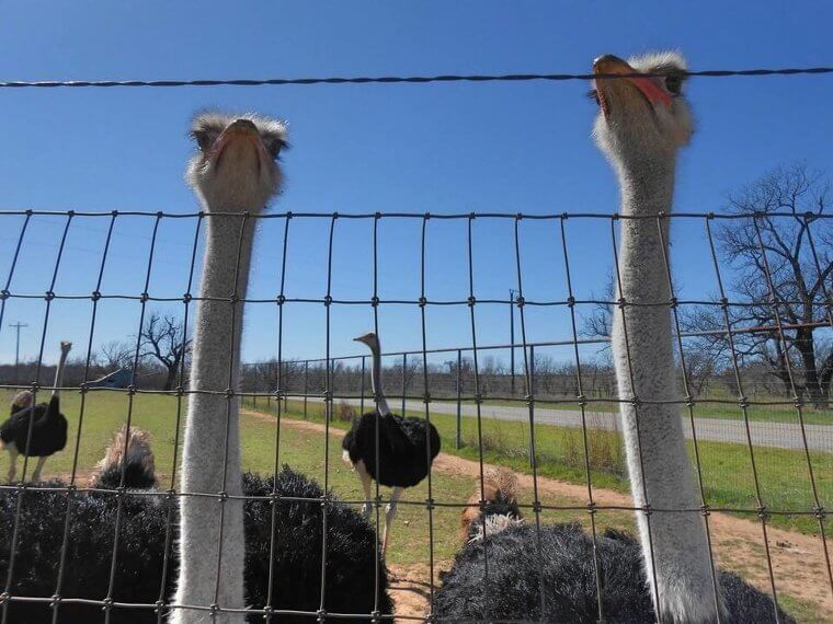 Ostriches Don't Actually Stick Their Heads In The Sand