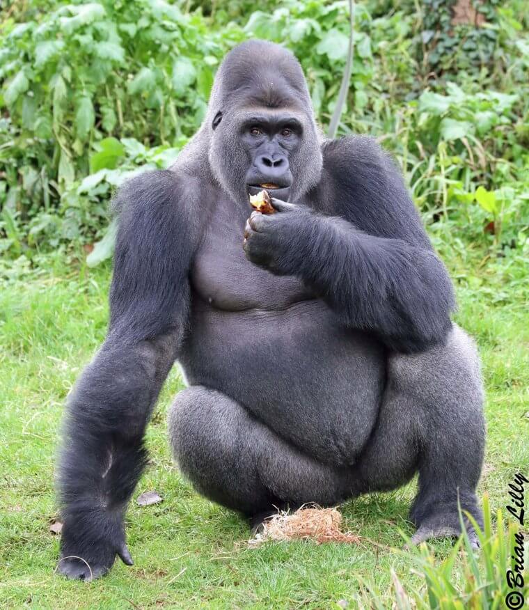 Gorillas And Potatoes Have Something In Common
