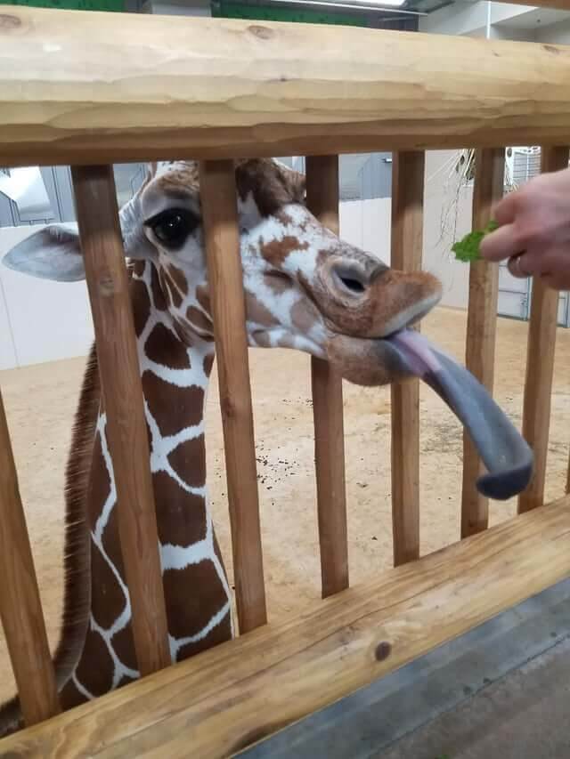Giraffe Tongues Are Two Feet Long