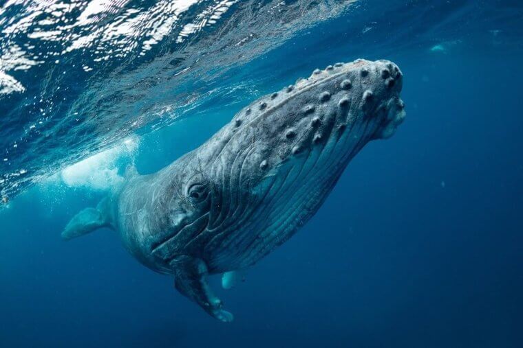 Whales Can Swallow Half A Million Calories In A Single Mouthful