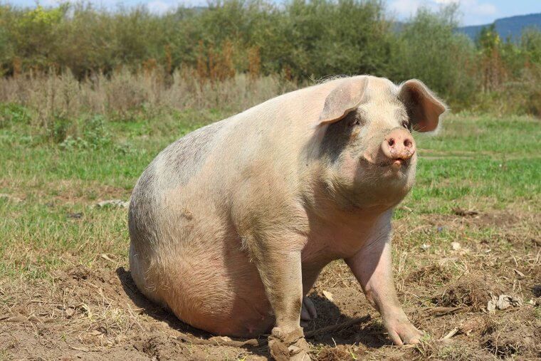 There Are Pigs That Weigh The Same Amount As Polar Bears