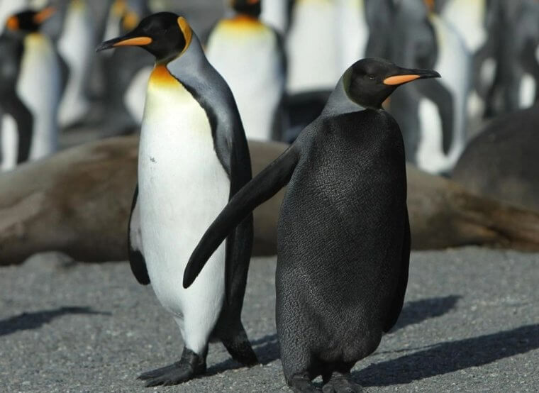 Ce pingouin a quelque chose d'inhabituel