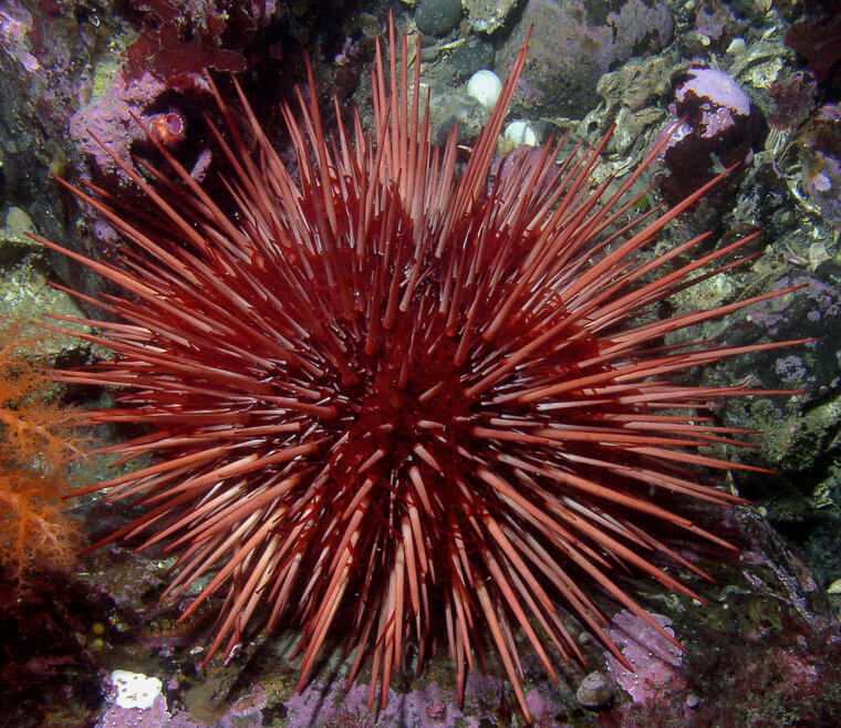 Les oursins de la mer Rouge sont gériatriques