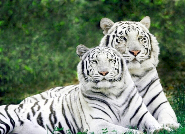 Le tigre blanc est le plus rare