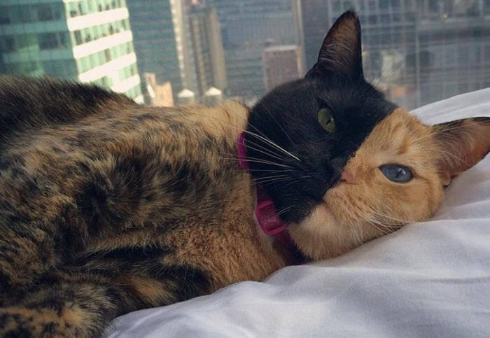 Le chat à deux visages