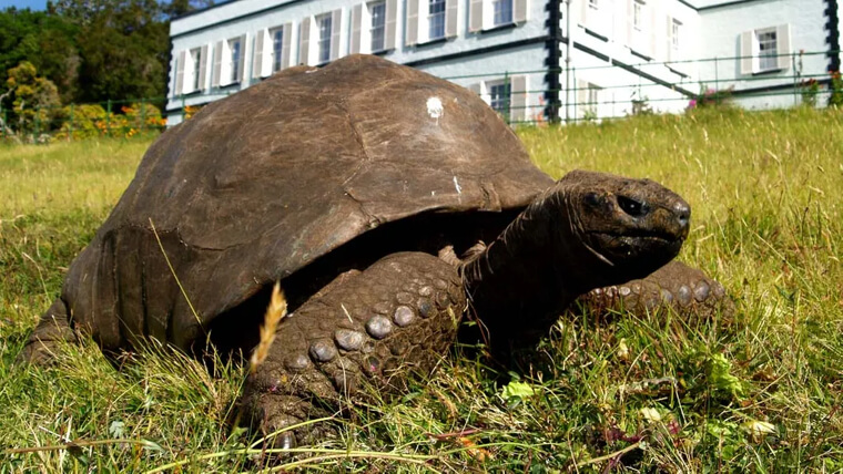 Cette tortue géante existe depuis longtemps