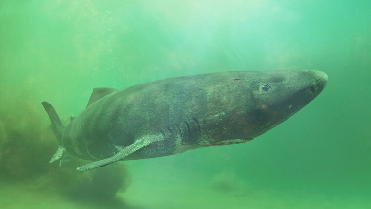 Les requins du Groenland nagent pendant des siècles