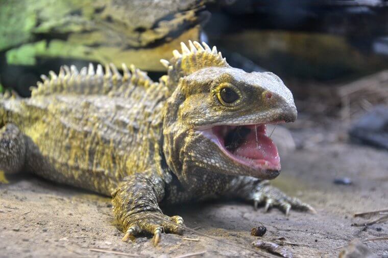 Le Tuatara nous survivra tous