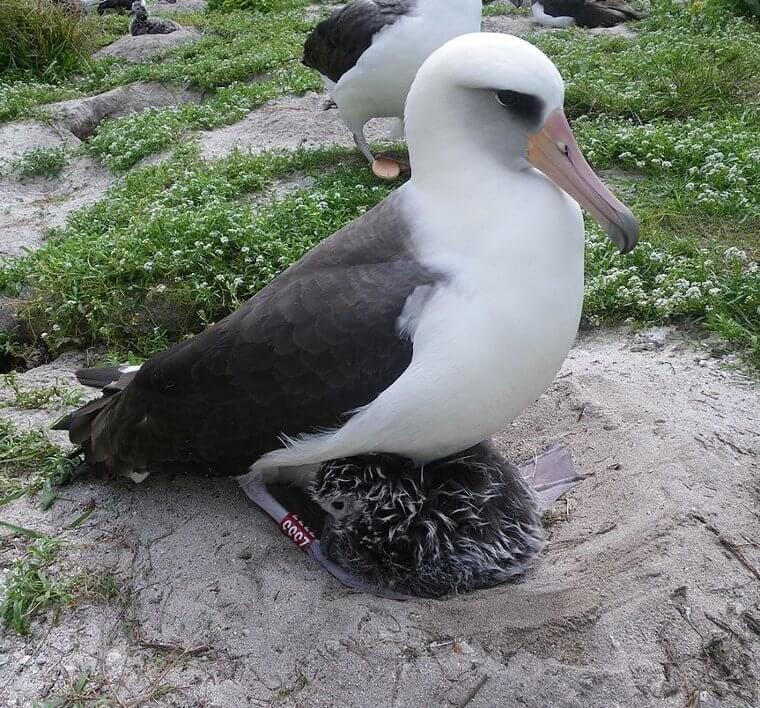 Cet albatros a établi un record