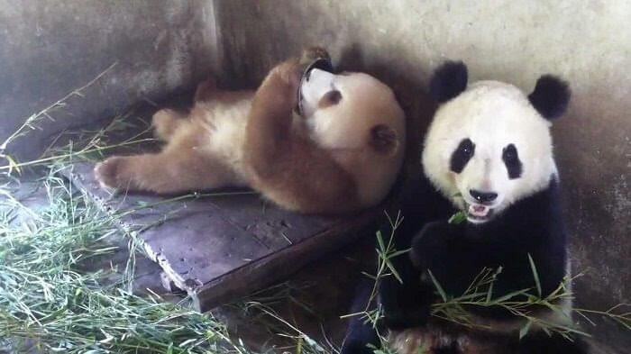 Le panda le plus insolite du monde