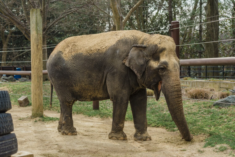 Le plus vieil éléphant de tous les temps